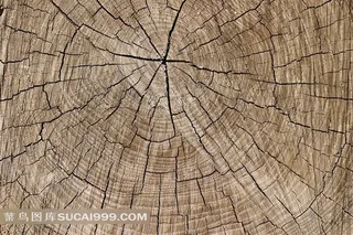 年轮木纹素材