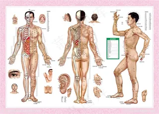 男性人体经络穴位图片
