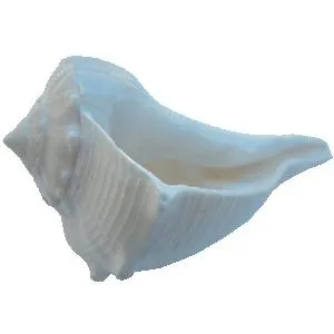 海螺 PNG免抠(300x300)