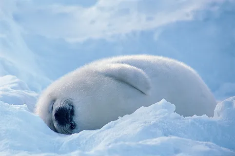 雪地肉肉小海狮图片
