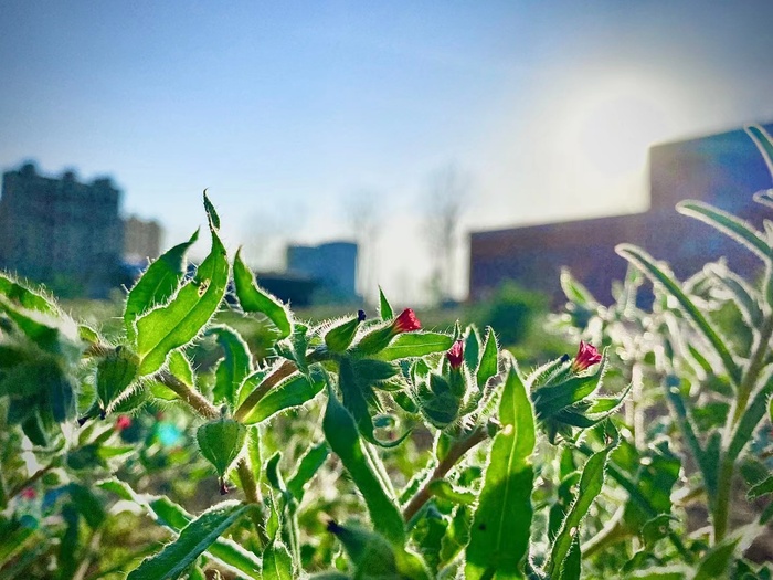 春天小草菜鸟图库
