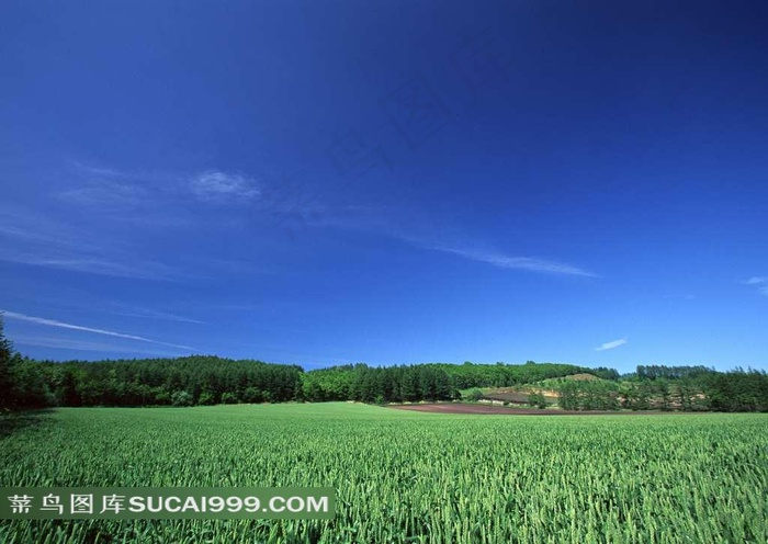 陆地旷野绿色的麦田