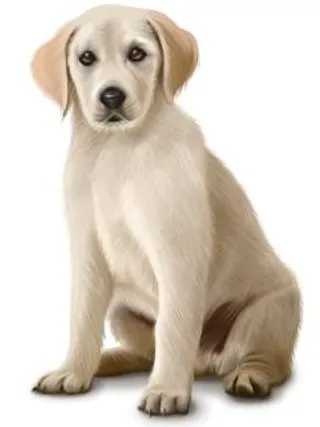 拉布拉多犬 PNG免抠