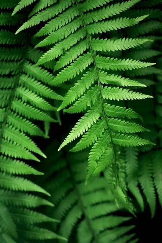蕨类植物绿叶摄影图