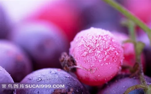 新鲜蓝莓和水滴摄影图 新鲜蓝莓和水滴摄影图