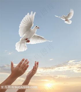 放飞鸽子摄影