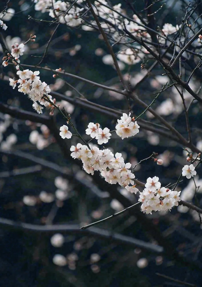 冬天浪漫白色花朵枝叶，冬季植物大雪小雪冬至新春摄影图(928x1312)
