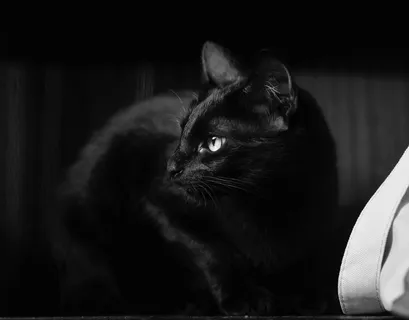 一只可爱黑猫图片 一只可爱黑猫图片