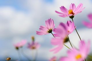 紫色漂亮的小花朵