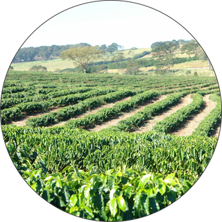 现代农业茶园 