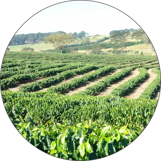 现代农业茶园 