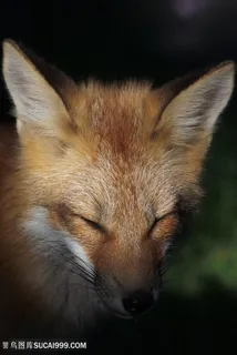 灯光下眯眼的小狐狸图片
