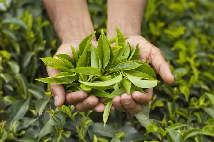 手捧着一把茶叶