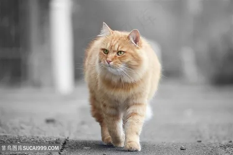 高清走在路上的猫咪图片