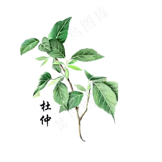 手绘草本中药药材杜仲