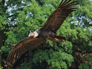 展翅飞翔秃鹰图片