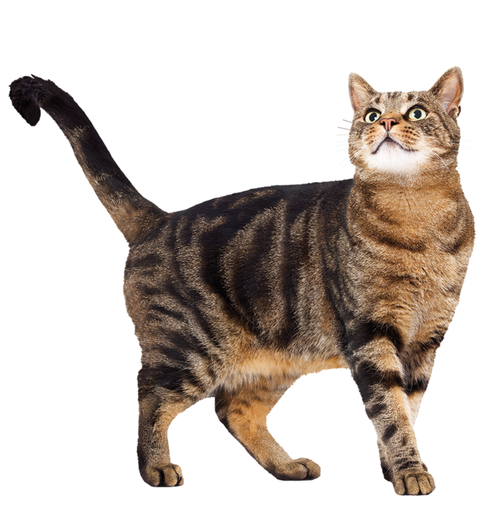 猫咪土猫动物