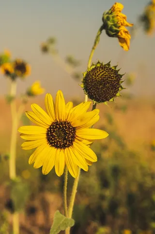 黄色向日葵摄影素材