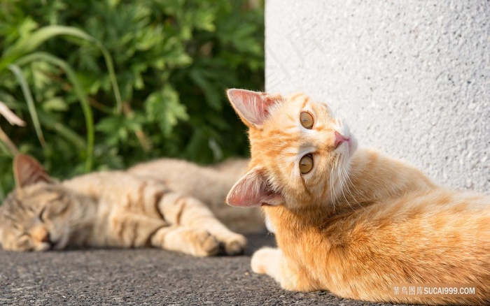 两只慵懒的猫咪图片