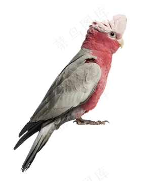 鹦鹉鸟元素