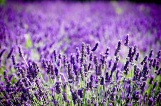 紫色薰衣草花海观赏图片