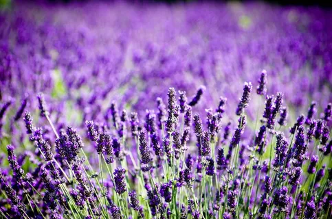 紫色薰衣草花海观赏图片 紫色薰衣草花海观赏图片