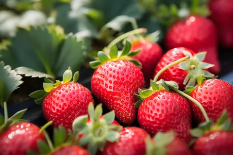草莓种植园摄影图