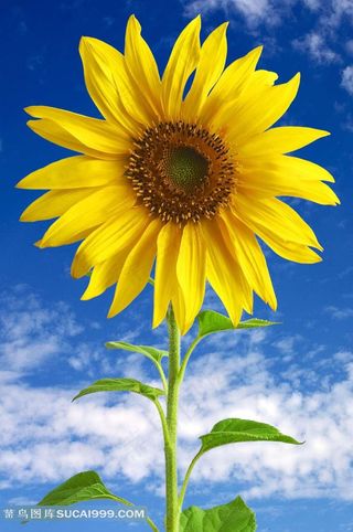 蓝天白云背景美丽向日葵图片