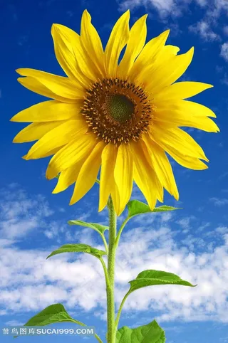 蓝天白云背景美丽向日葵图片