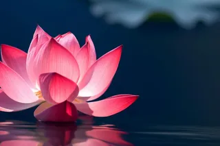 粉色唯美莲花大气背景