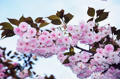 粉色樱花图片下载 粉色樱花图片下载