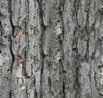 树皮纹理图