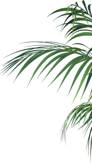 植物叶子免扣元素电商背景