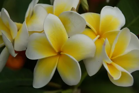 黄色鸡蛋花开花图片 黄色鸡蛋花开花图片