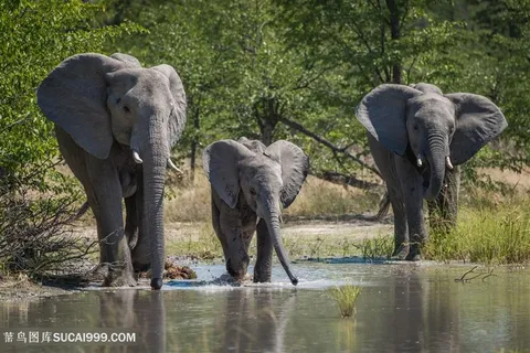 唯美野生动物三头喝水的泰国大象