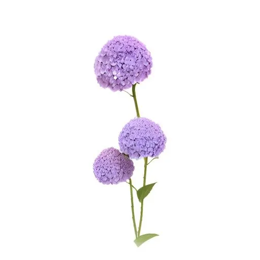 花绣球免抠(2048x2048)