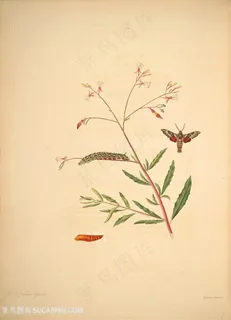 蝴蝶植物兰花花卉复古图谱