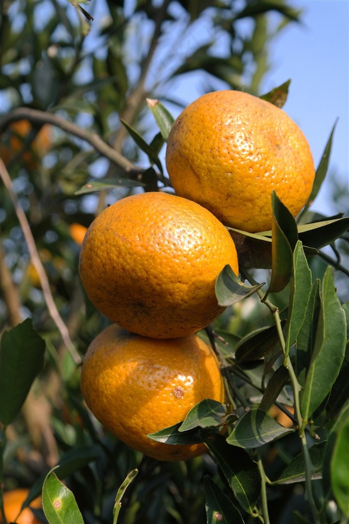 新会大红柑茶枝柑橘子