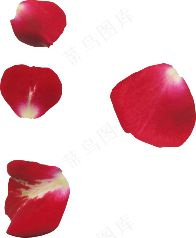 花瓣花朵免扣图片 