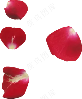花瓣花朵免扣图片 