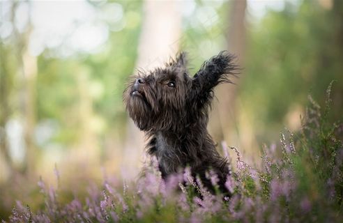 高清花丛中雪纳瑞狗狗图片