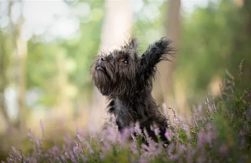高清花丛中雪纳瑞狗狗图片