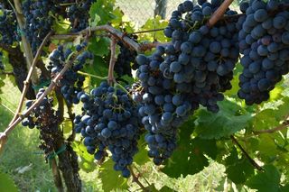 葡萄大丰收图片