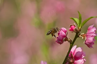 高清粉红桃花图片下载