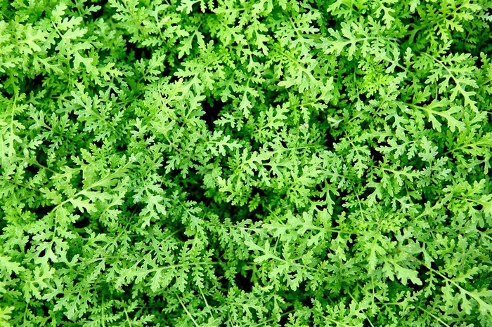 树叶系列 - 美丽的叶子