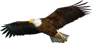 免抠飞翔中老鹰