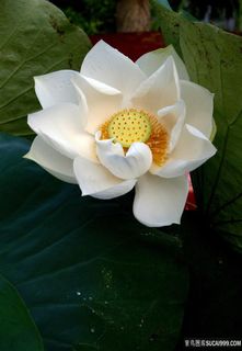 池塘里的荷花图片