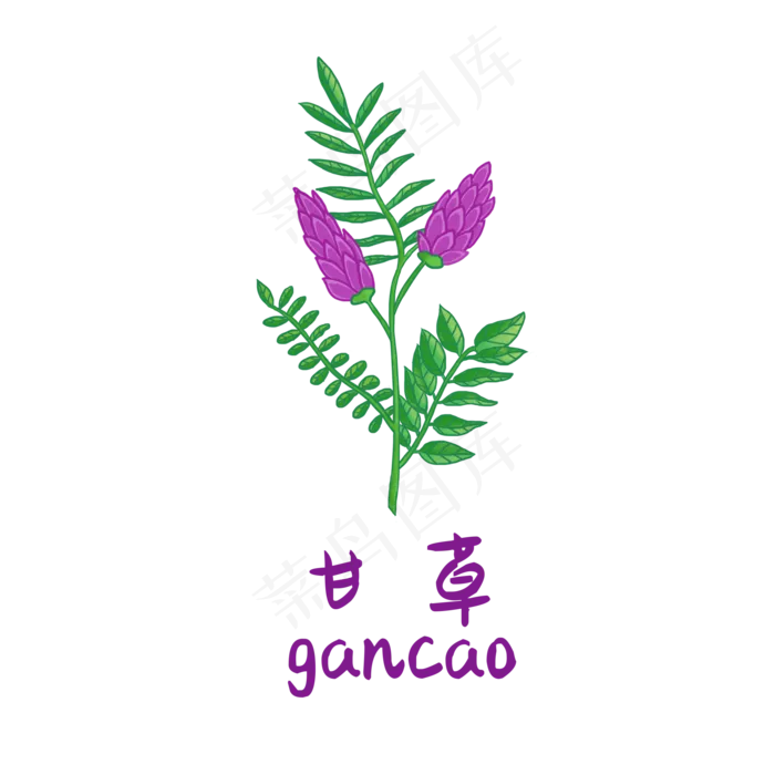 手绘草本中药药材甘草
