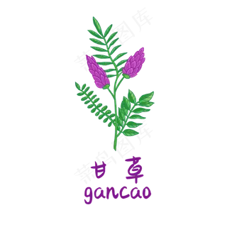 手绘草本中药药材甘草