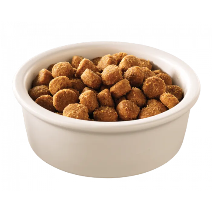 一碟猫粮实物粮食